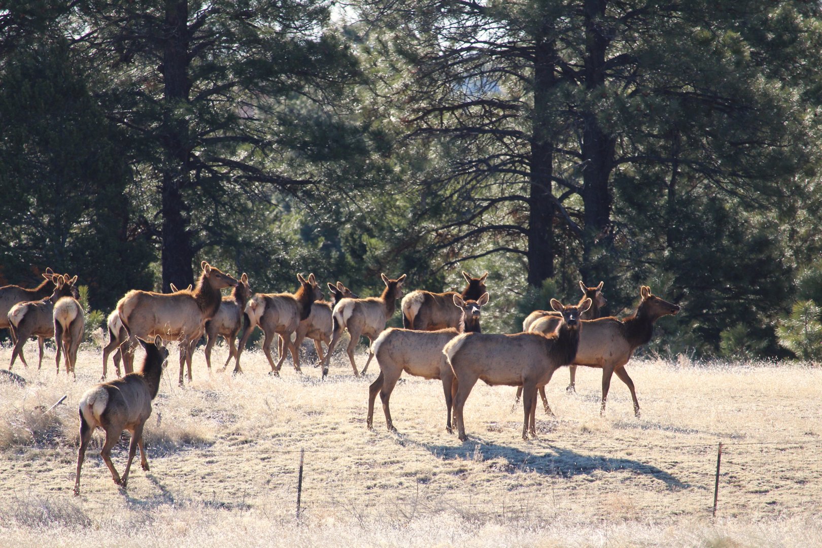 American Elk