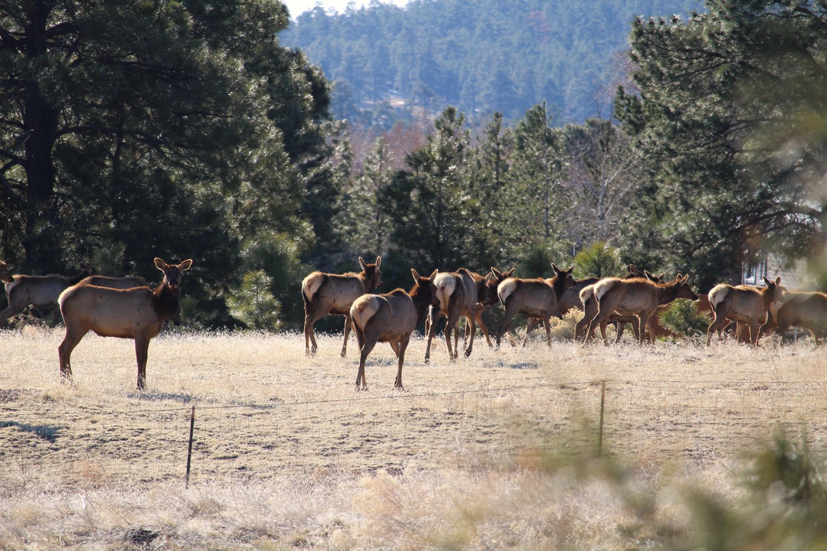 American Elk