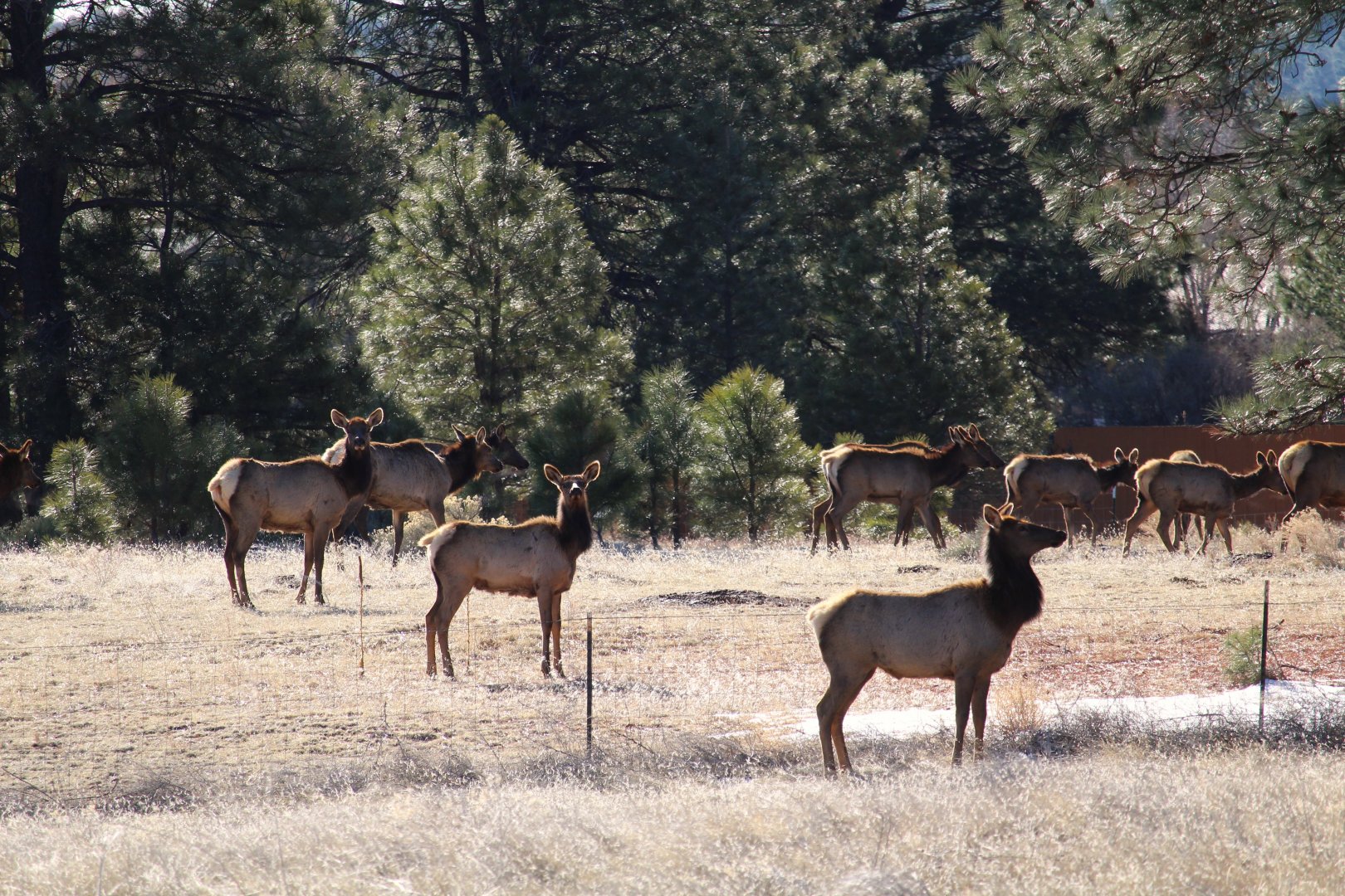 American Elk