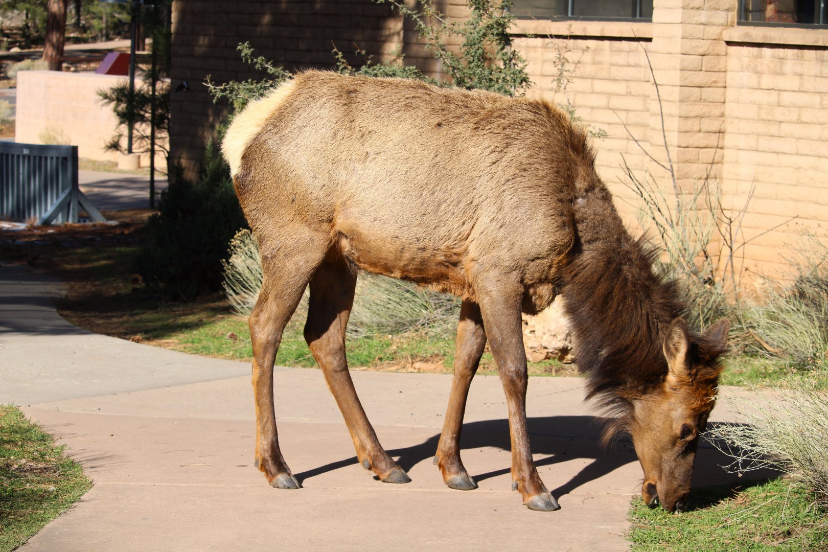 American Elk
