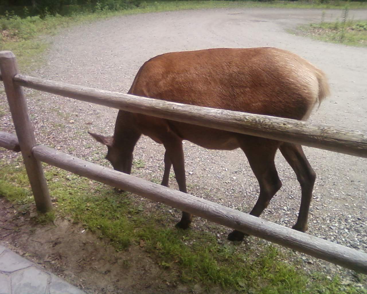 American Elk