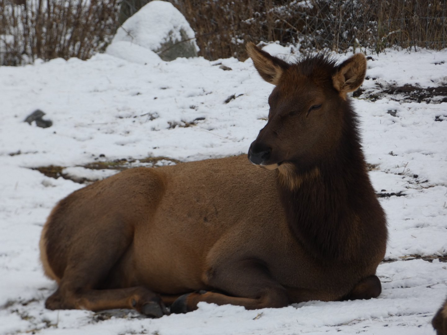 American elk