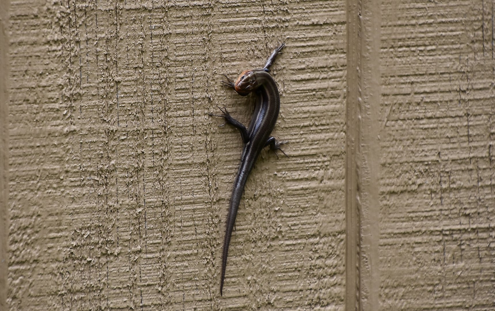 American Five-Lined Skink (Plestiodon fasciatus) - wild