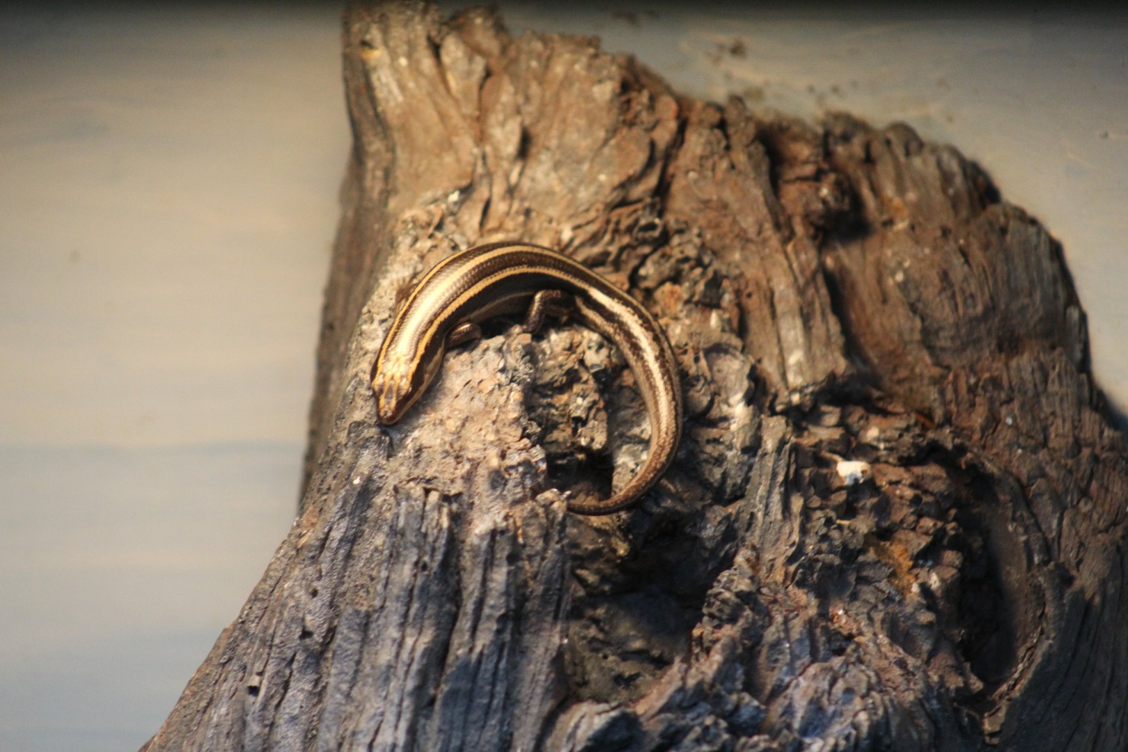 American Five-Lined Skink