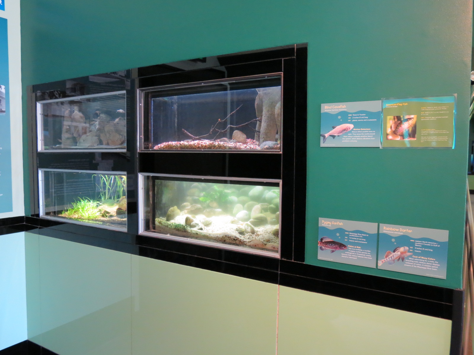American Flag-fish, Blind Cavefish, Rainbow Darter, and Pygmy Sunfish Exhib