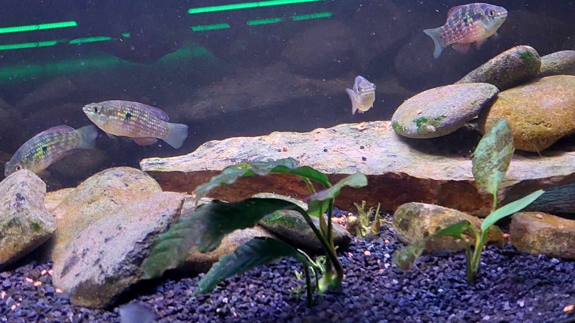 American flagfish (Jordanella floridae)