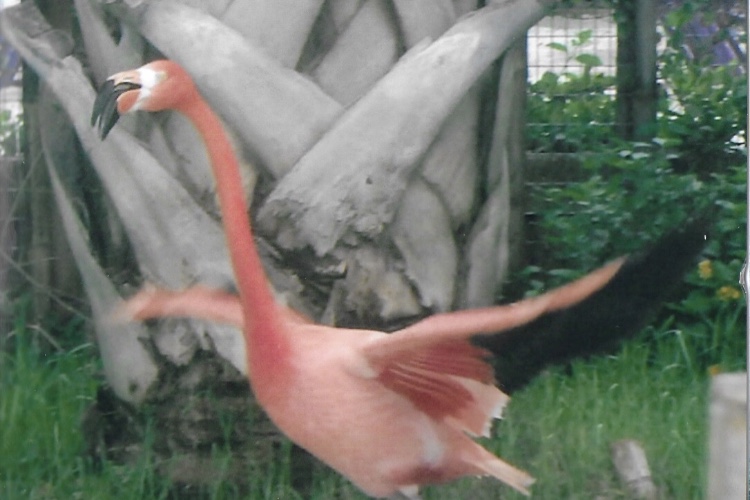 American flamingo 2010