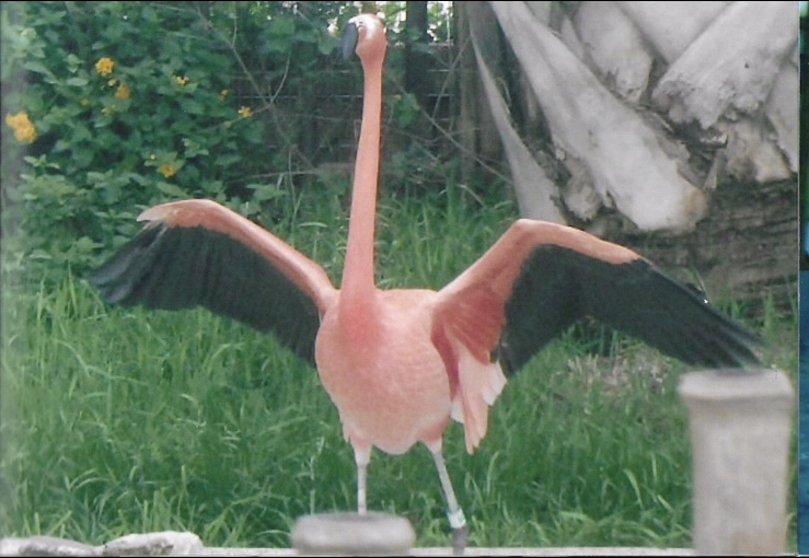 American flamingo 2010