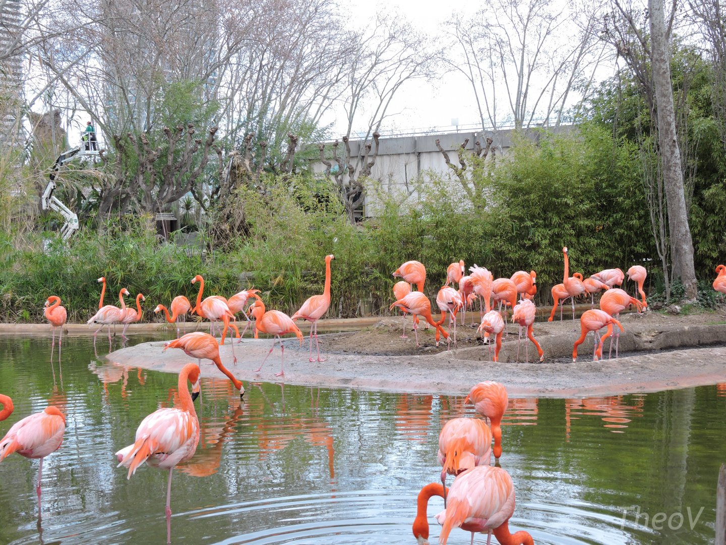 American flamingo [2015]