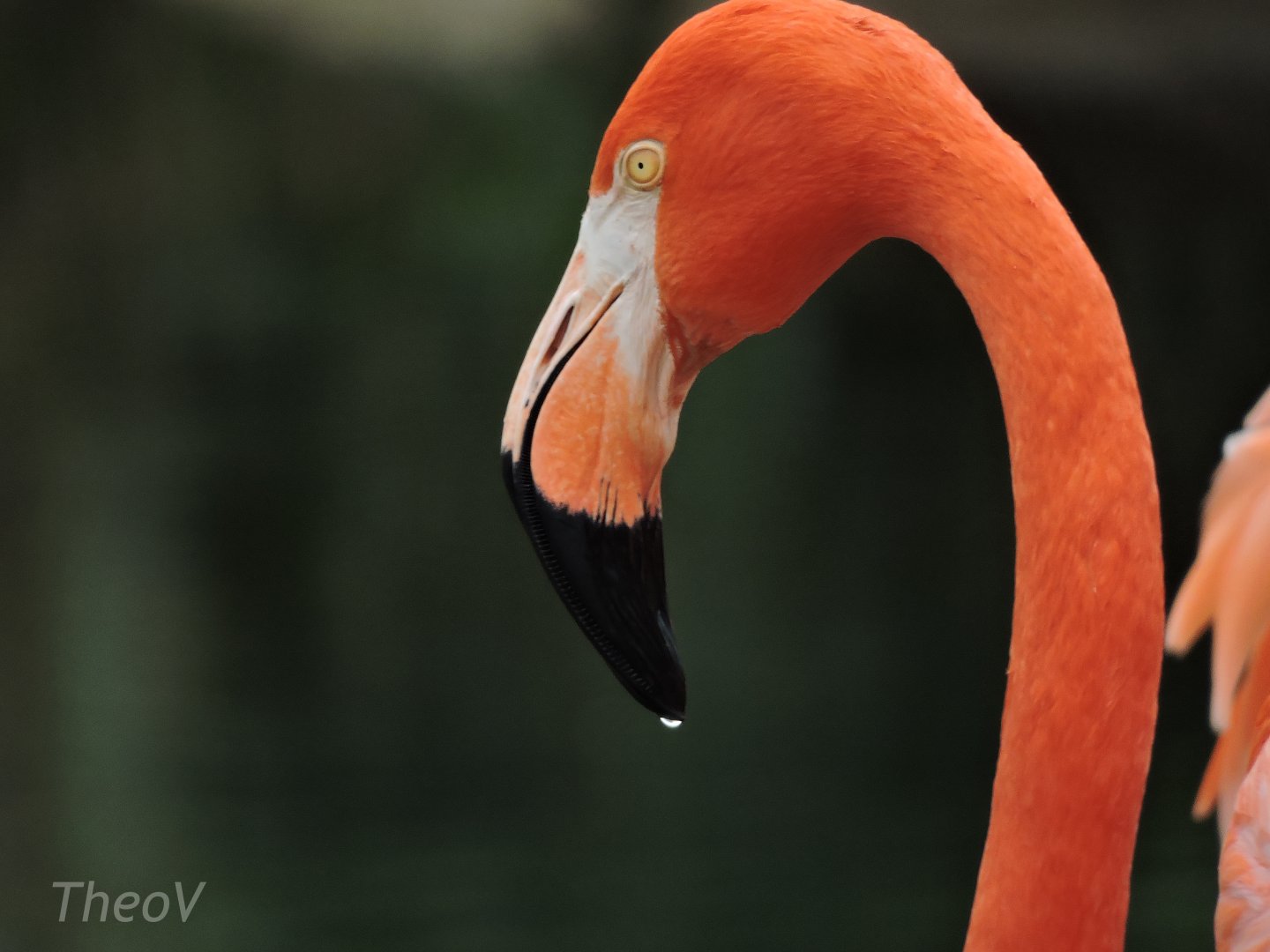 American flamingo [2015]