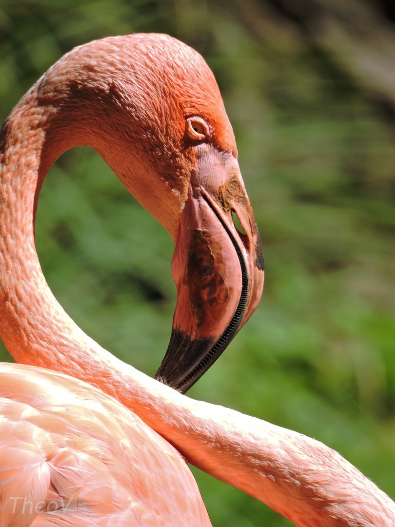 American flamingo [2015]