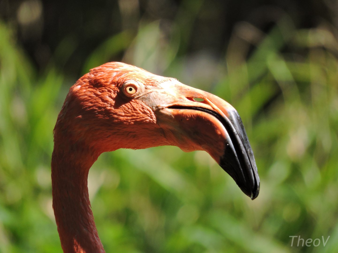 American flamingo [2015]