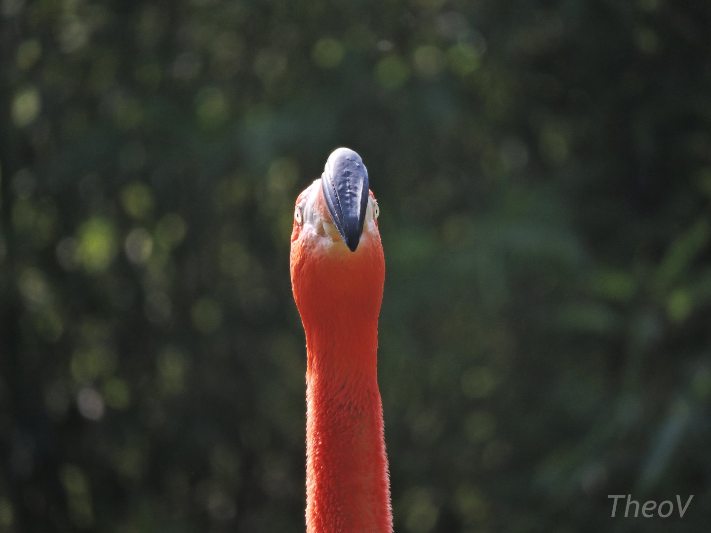 American flamingo [2017]