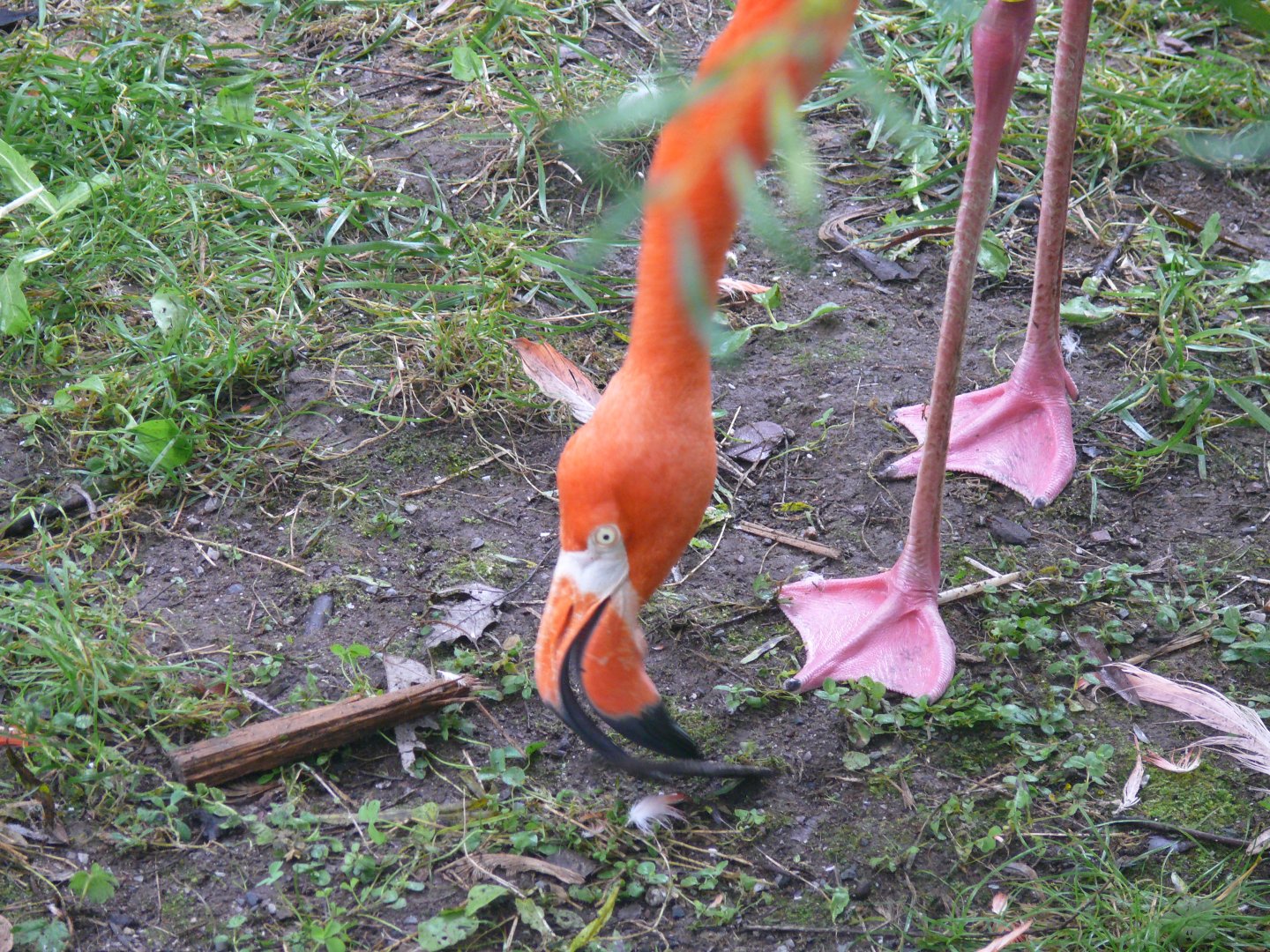 American Flamingo -24-08-2020