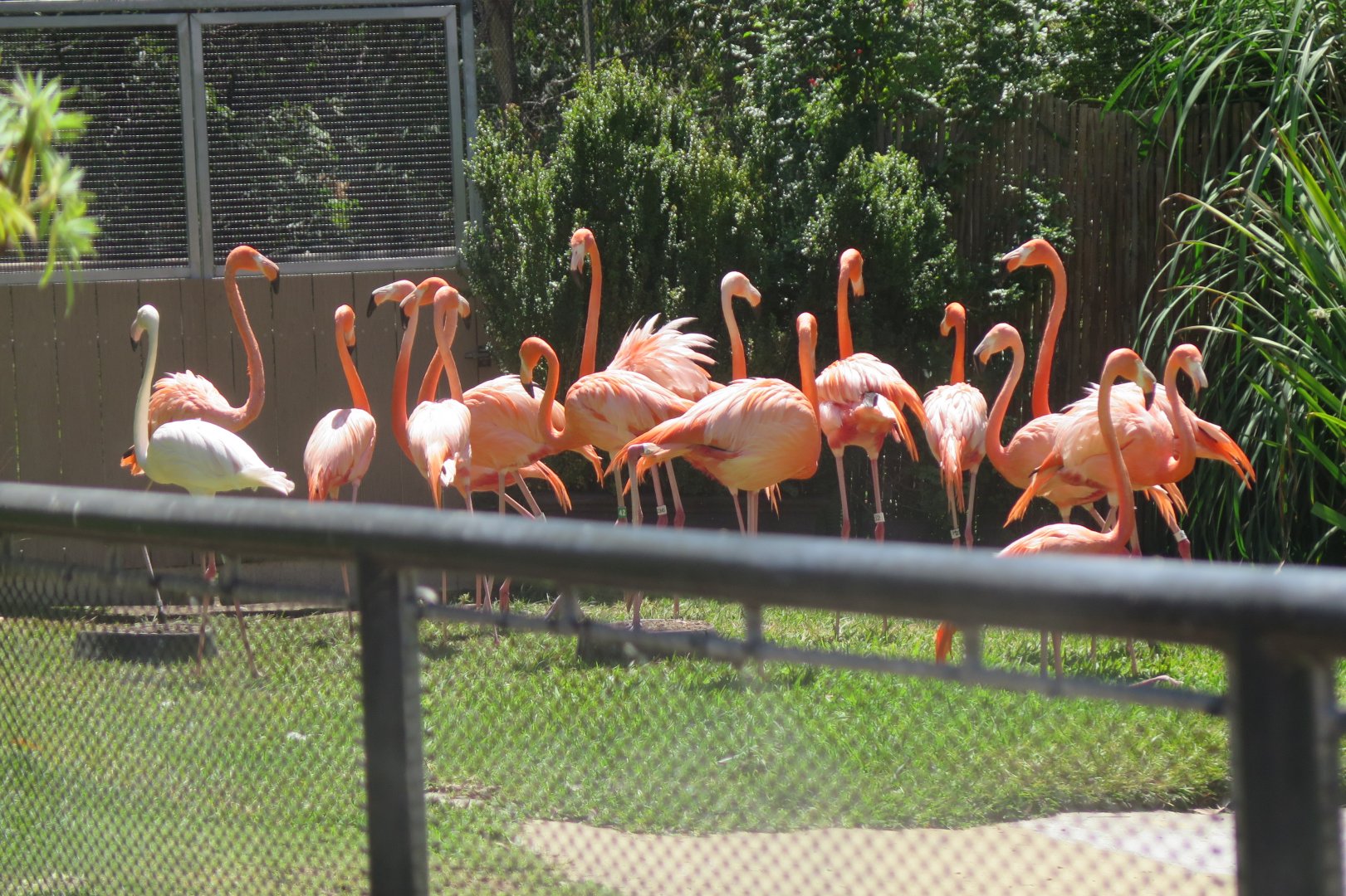 American Flamingo(8/23/2024)