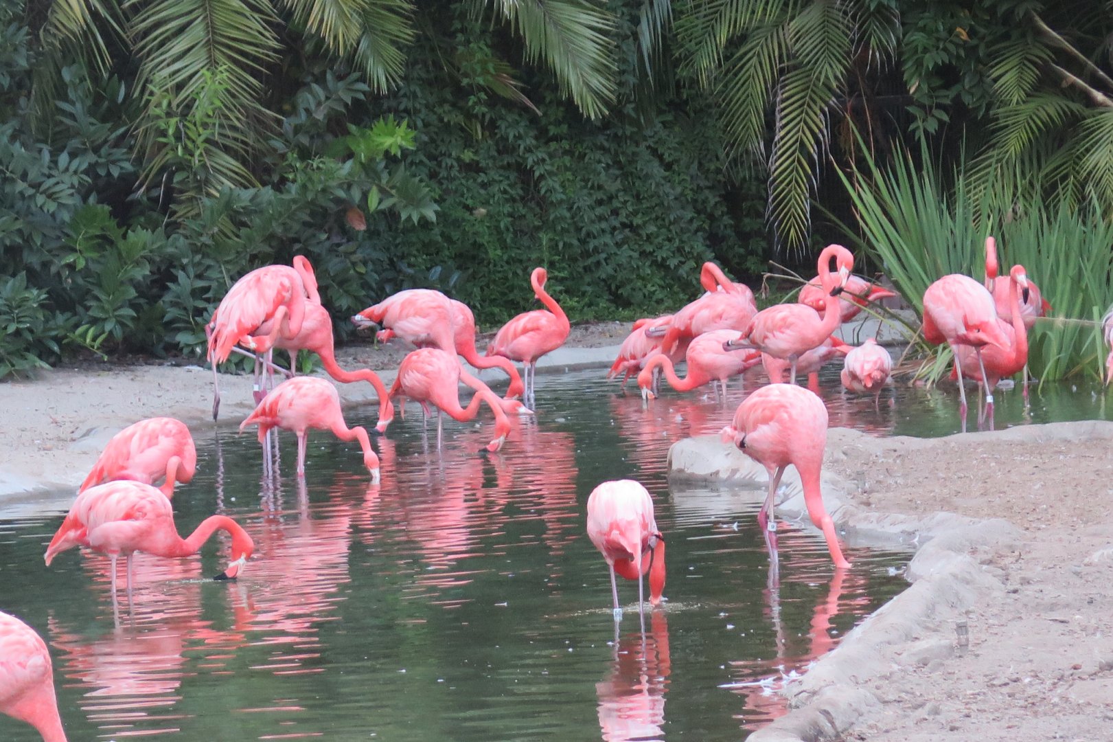 American Flamingo(8/23/2024)