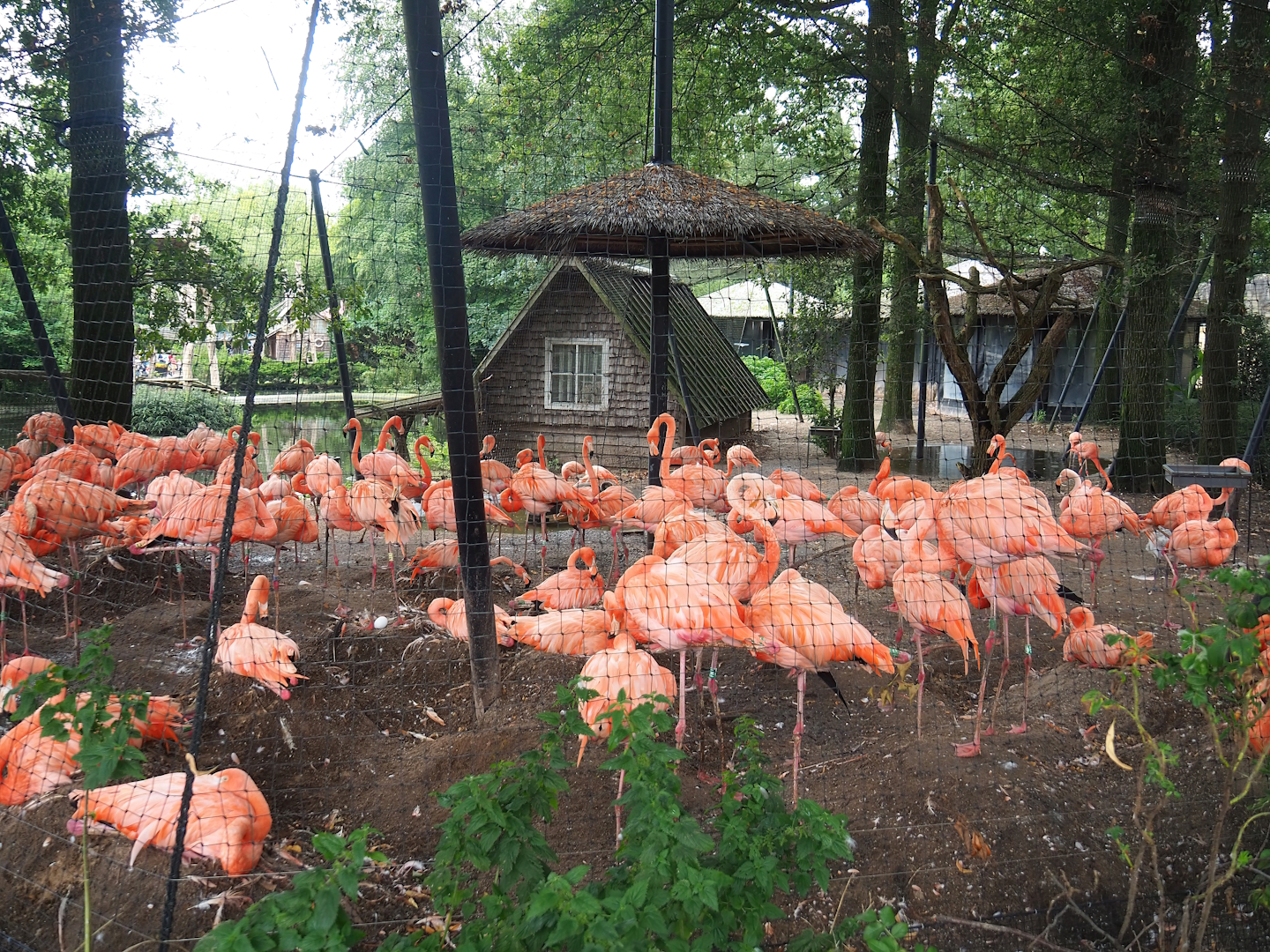 American flamingo and Bar-headed goose aviary, 2023-08-17