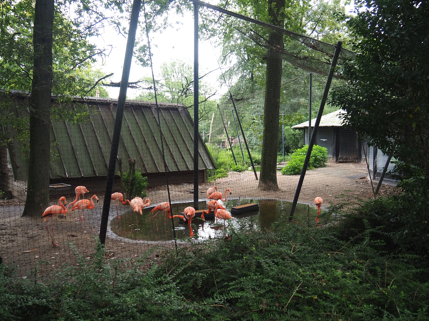 American flamingo and Bar-headed goose aviary, 2023-08-17