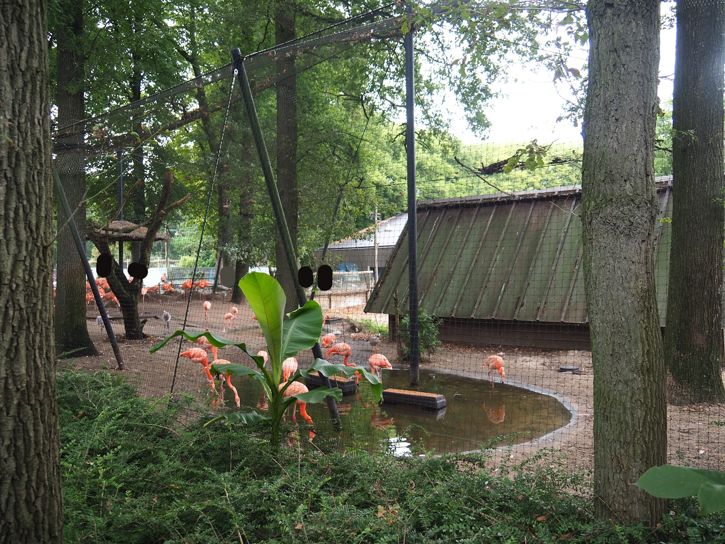 American flamingo and Bar-headed goose aviary, 2023-08-17