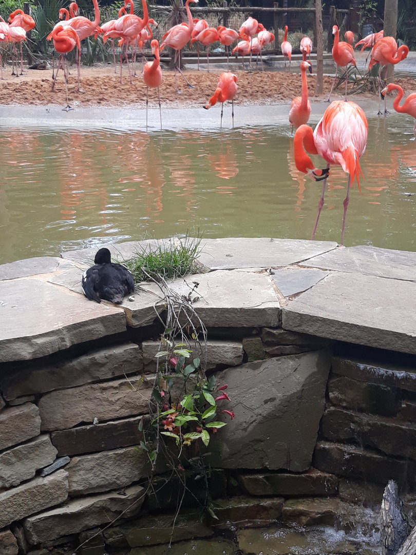 American flamingo and Barrow's goldeneye