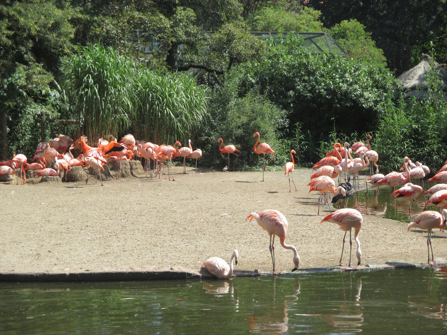 American flamingo and chilean flamingo