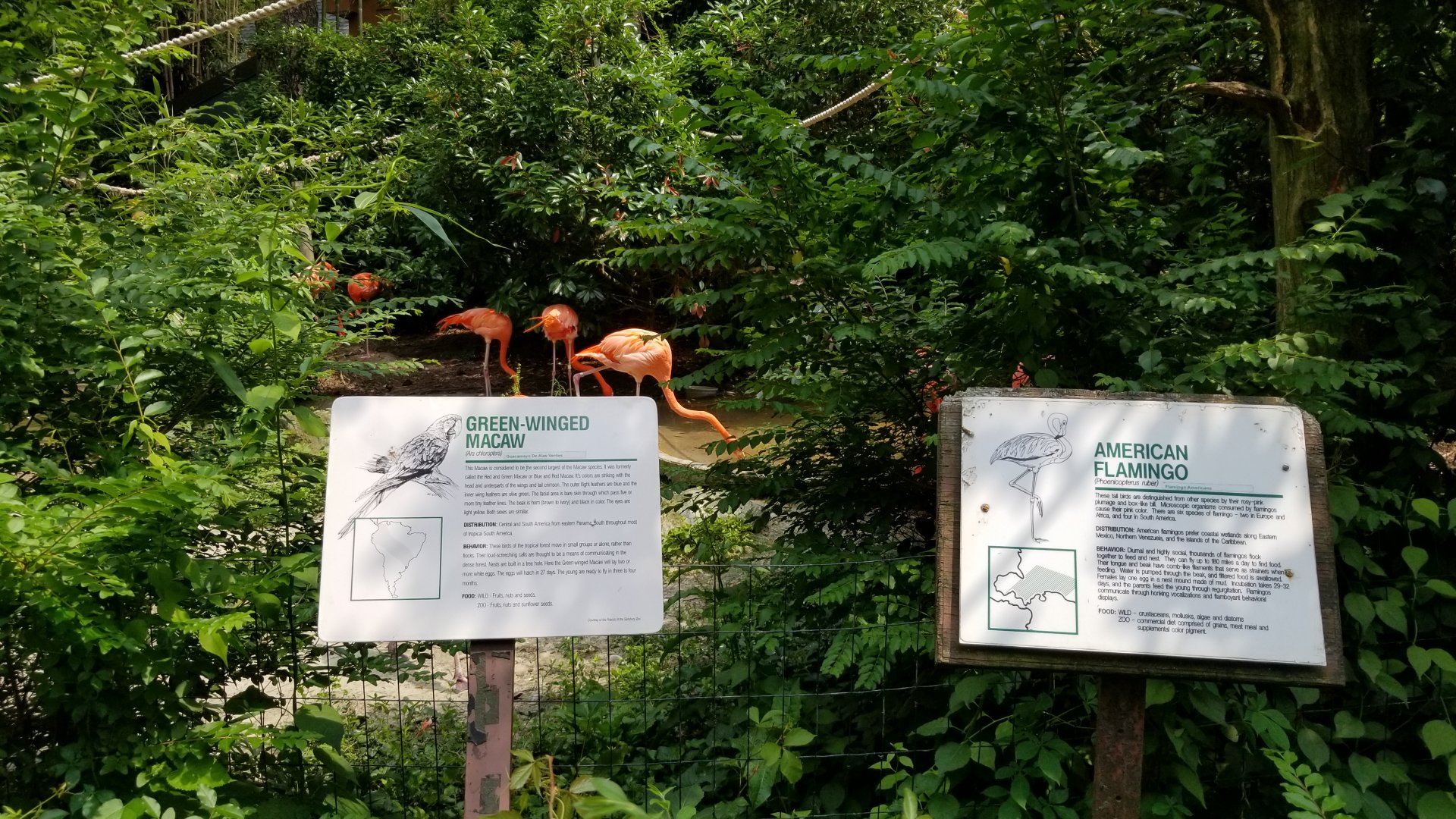 American Flamingo and Green-winged Macaw signs