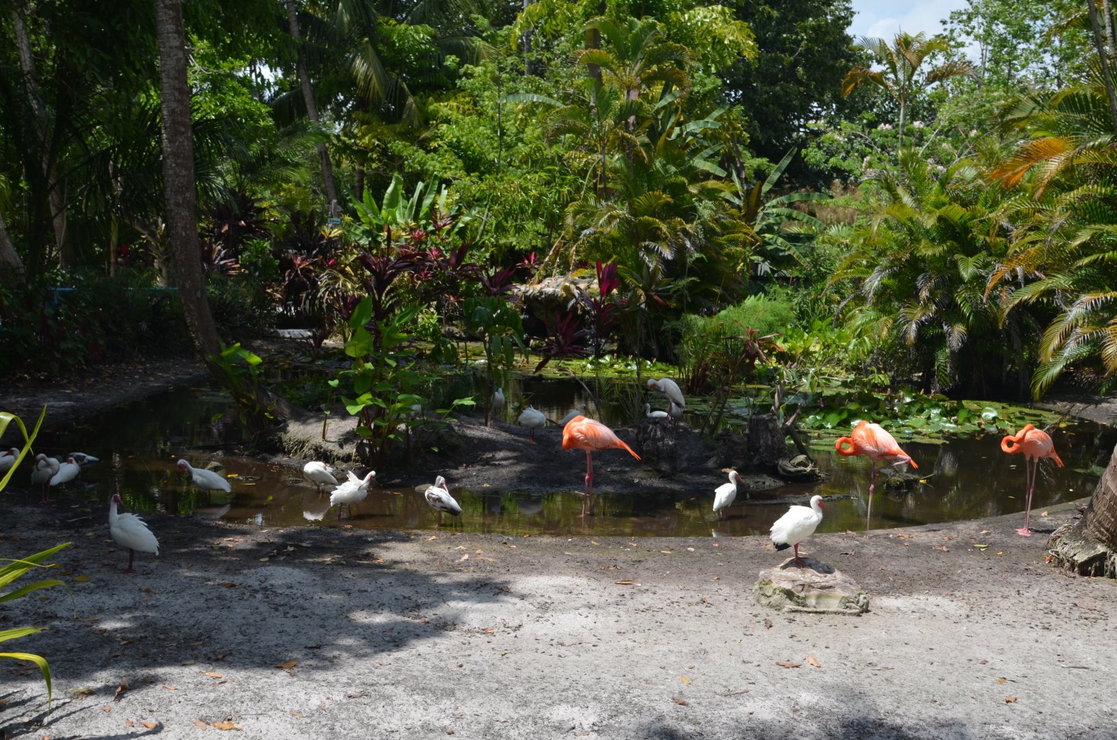 American Flamingo and Ibis area