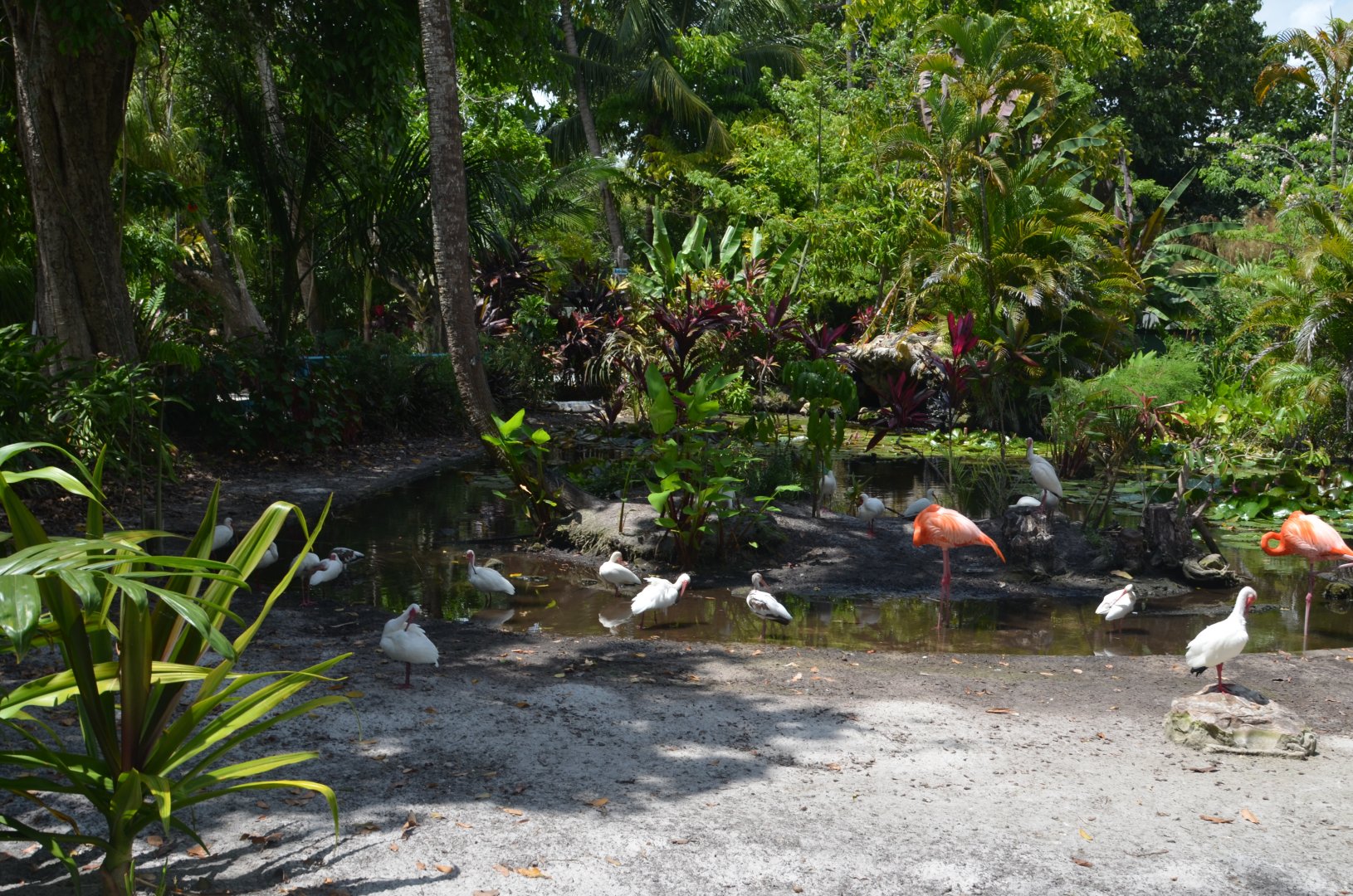American Flamingo and Ibis area