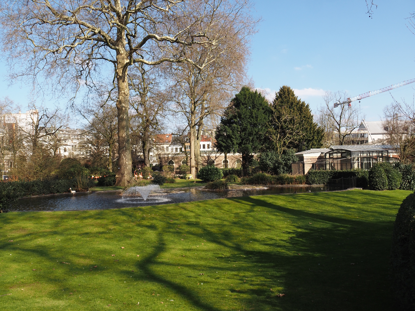 American flamingo and Non-flighted rescued European white stork exhibit, 2025-03-16