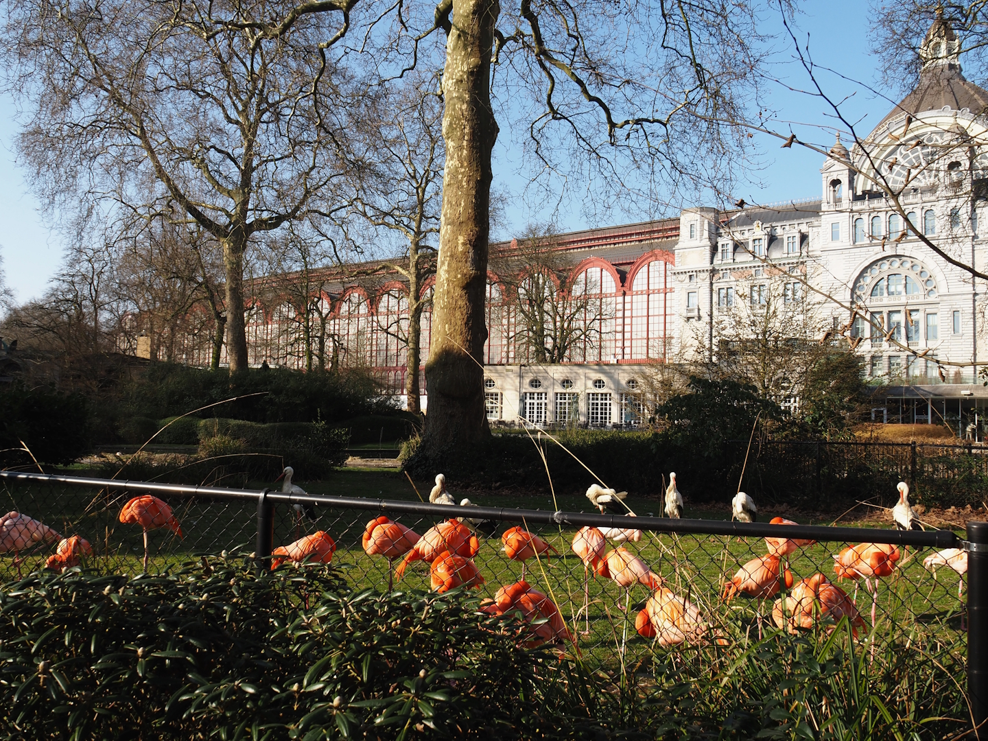 American flamingo and non-releasable rescued European white stork exhibit, 2025-03-16
