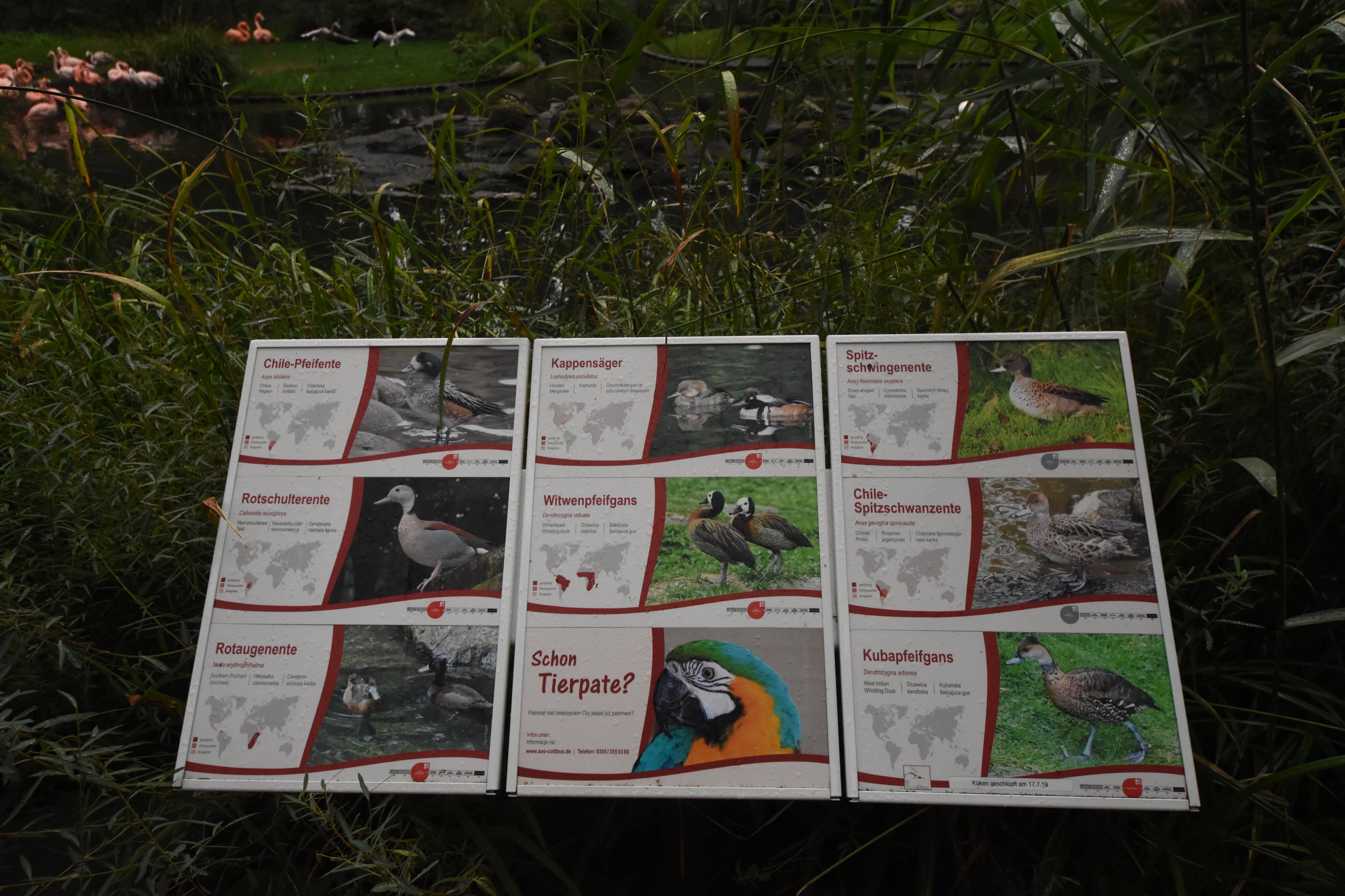 American flamingo aviary - signage