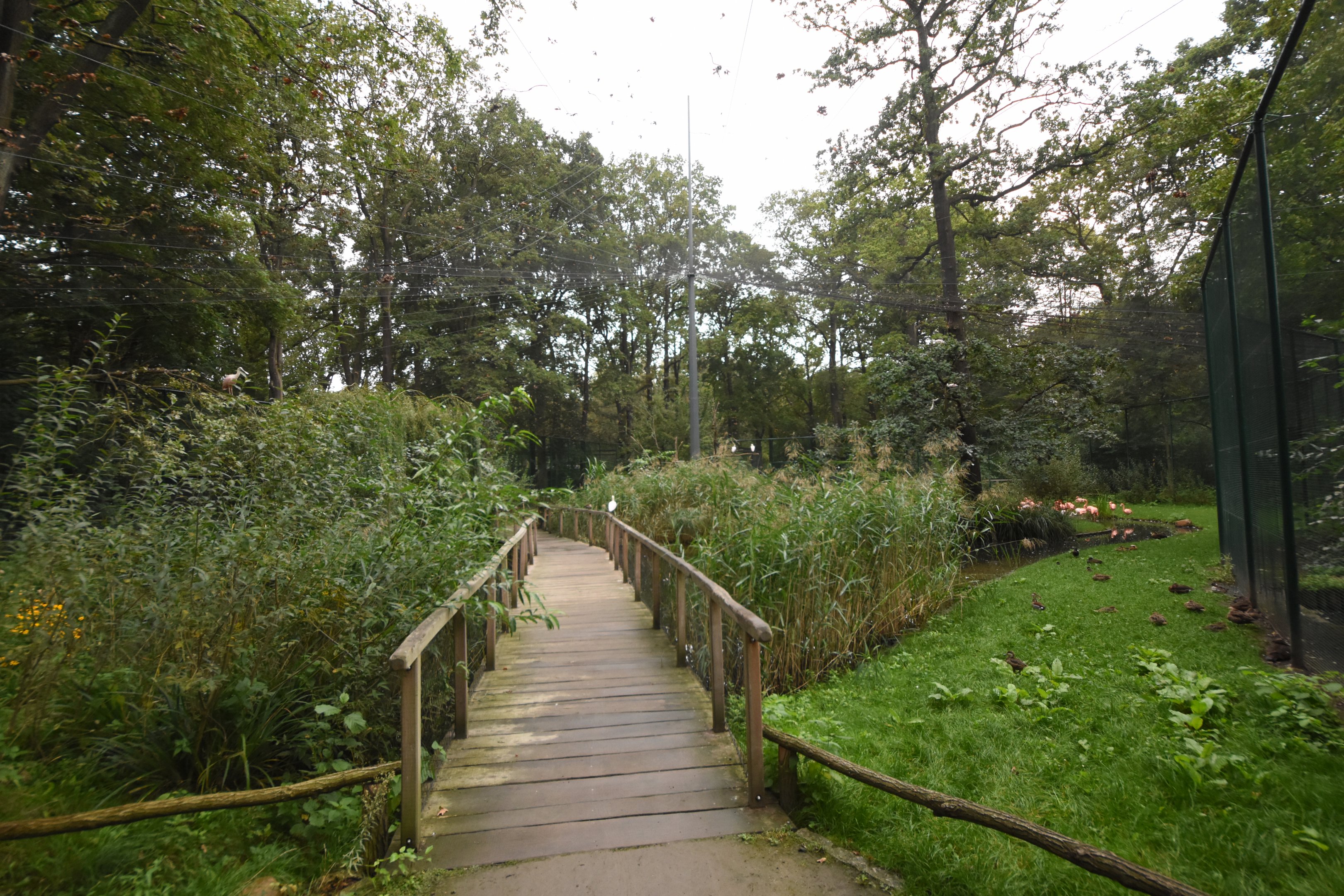 American flamingo aviary