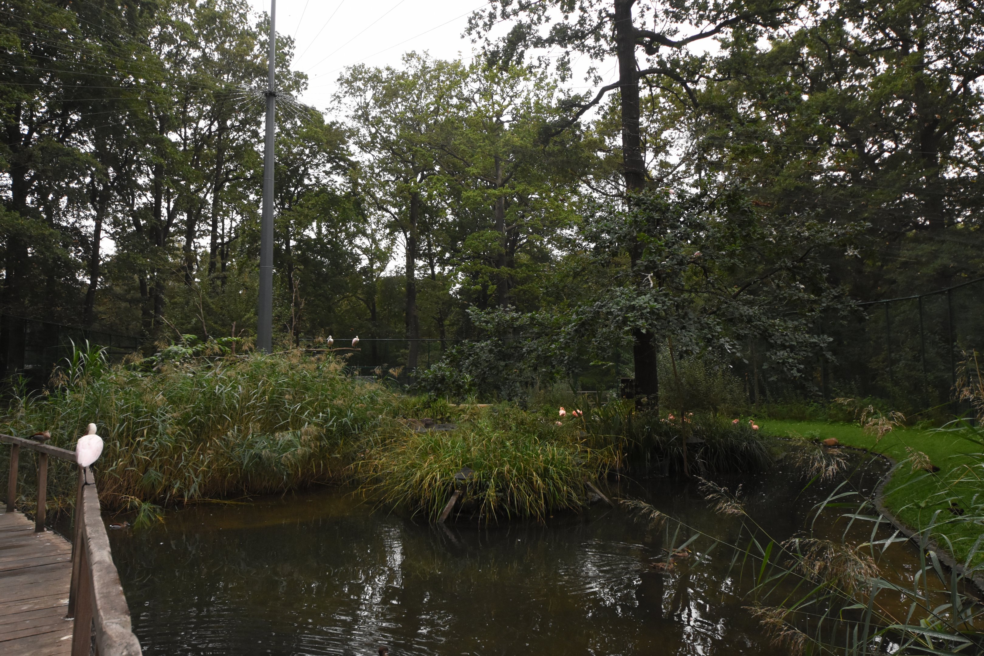 American flamingo aviary