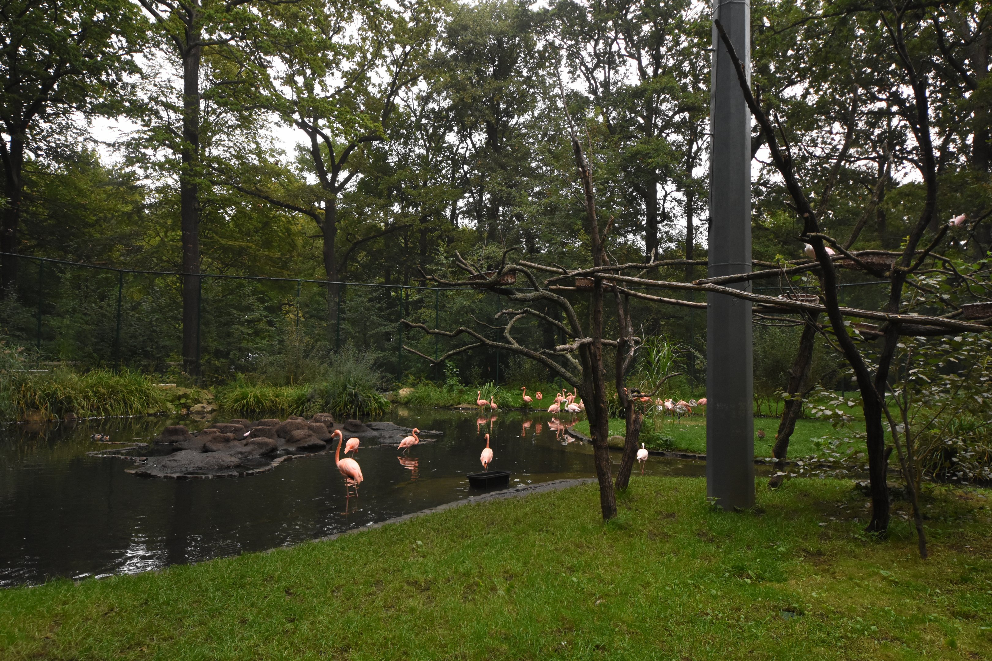 American flamingo aviary