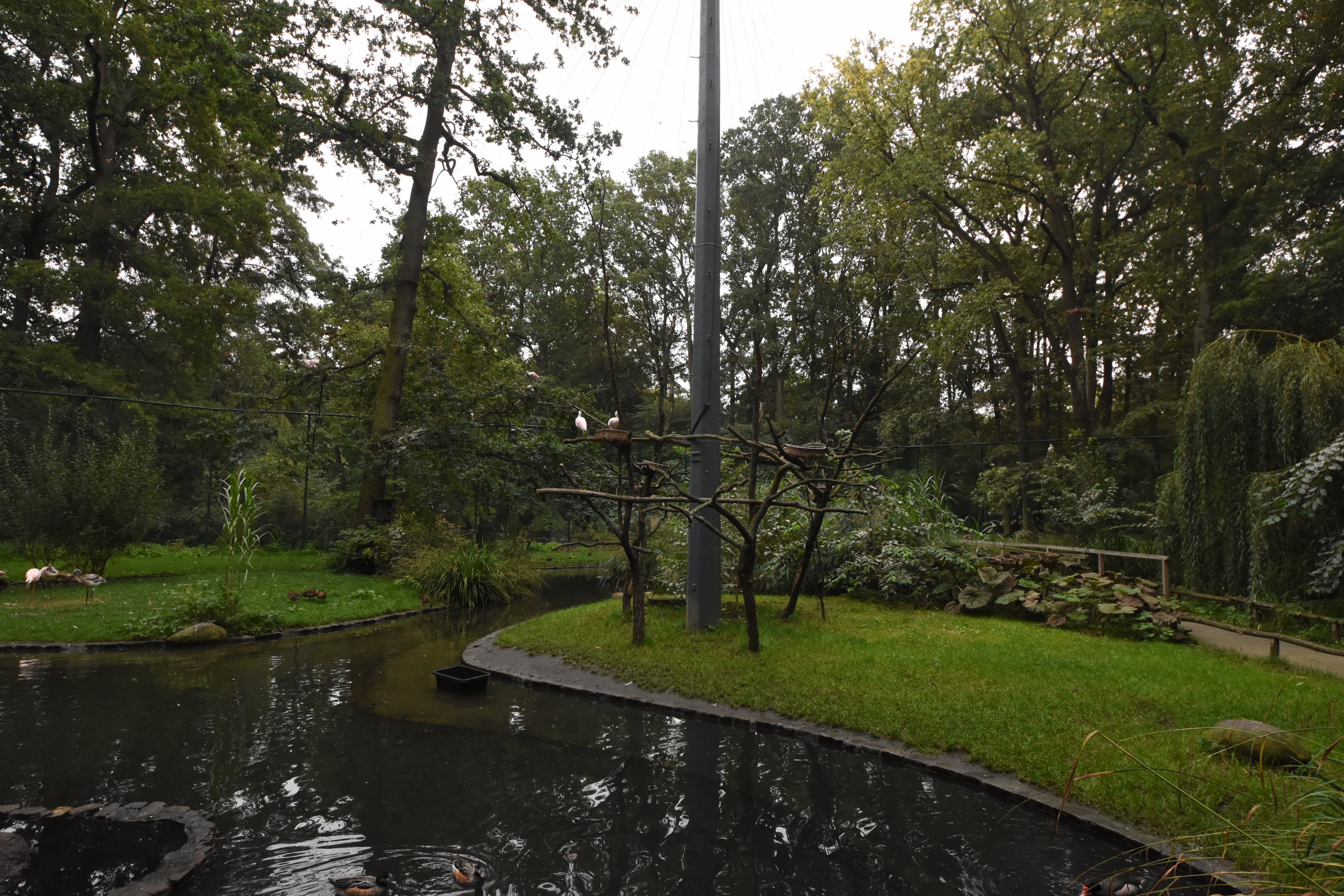American flamingo aviary
