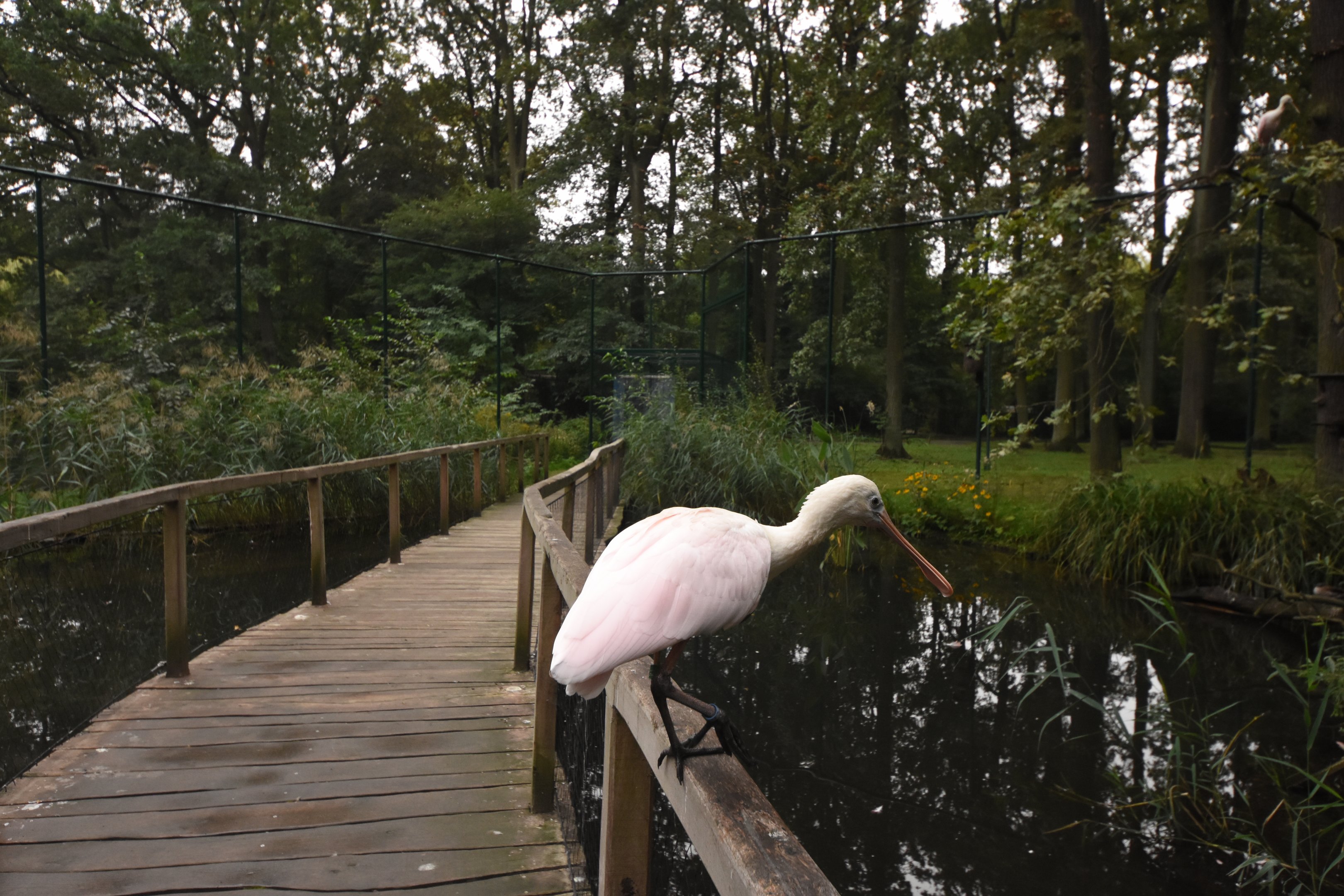 American flamingo aviary