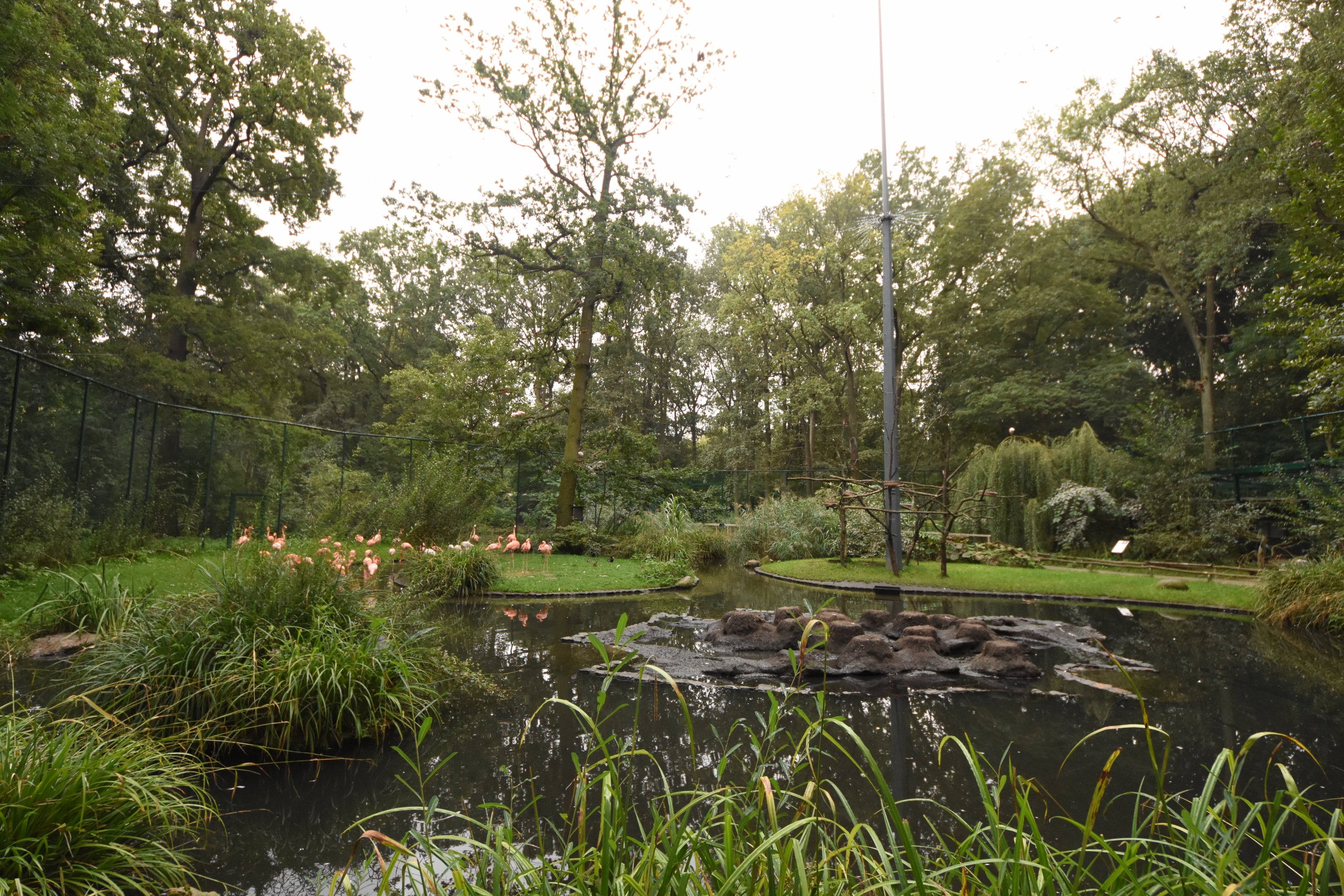 American flamingo aviary