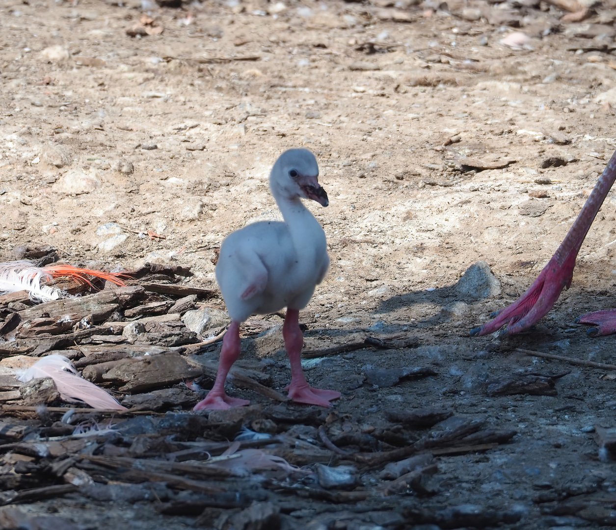 American flamingo chick (Phoenicopterus ruber), 2023-07-08