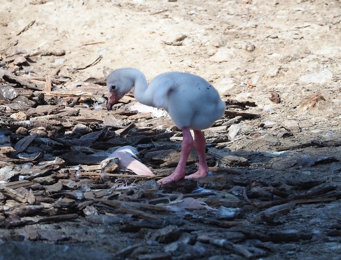 American flamingo chick (Phoenicopterus ruber), 2023-07-08