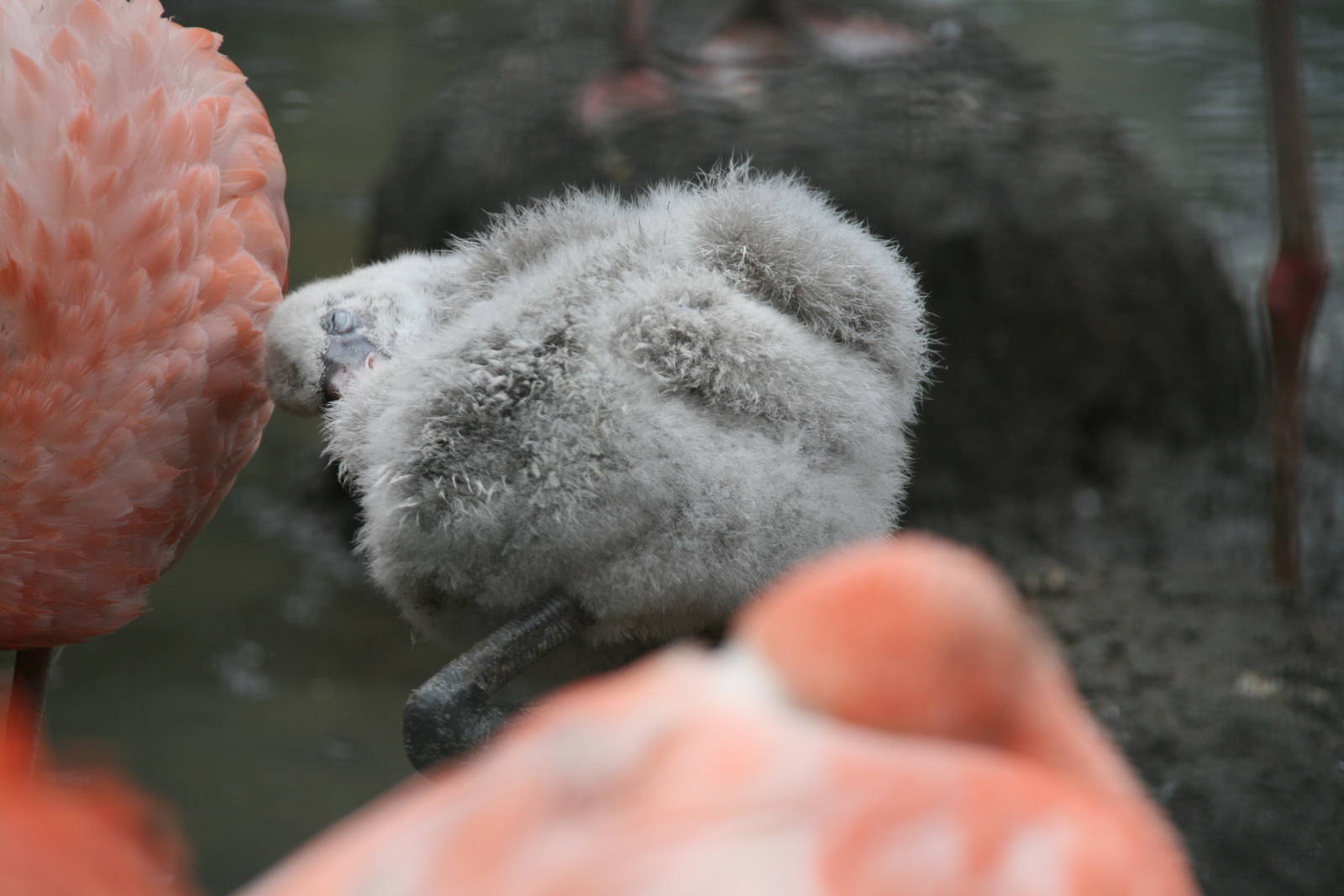 American flamingo chick