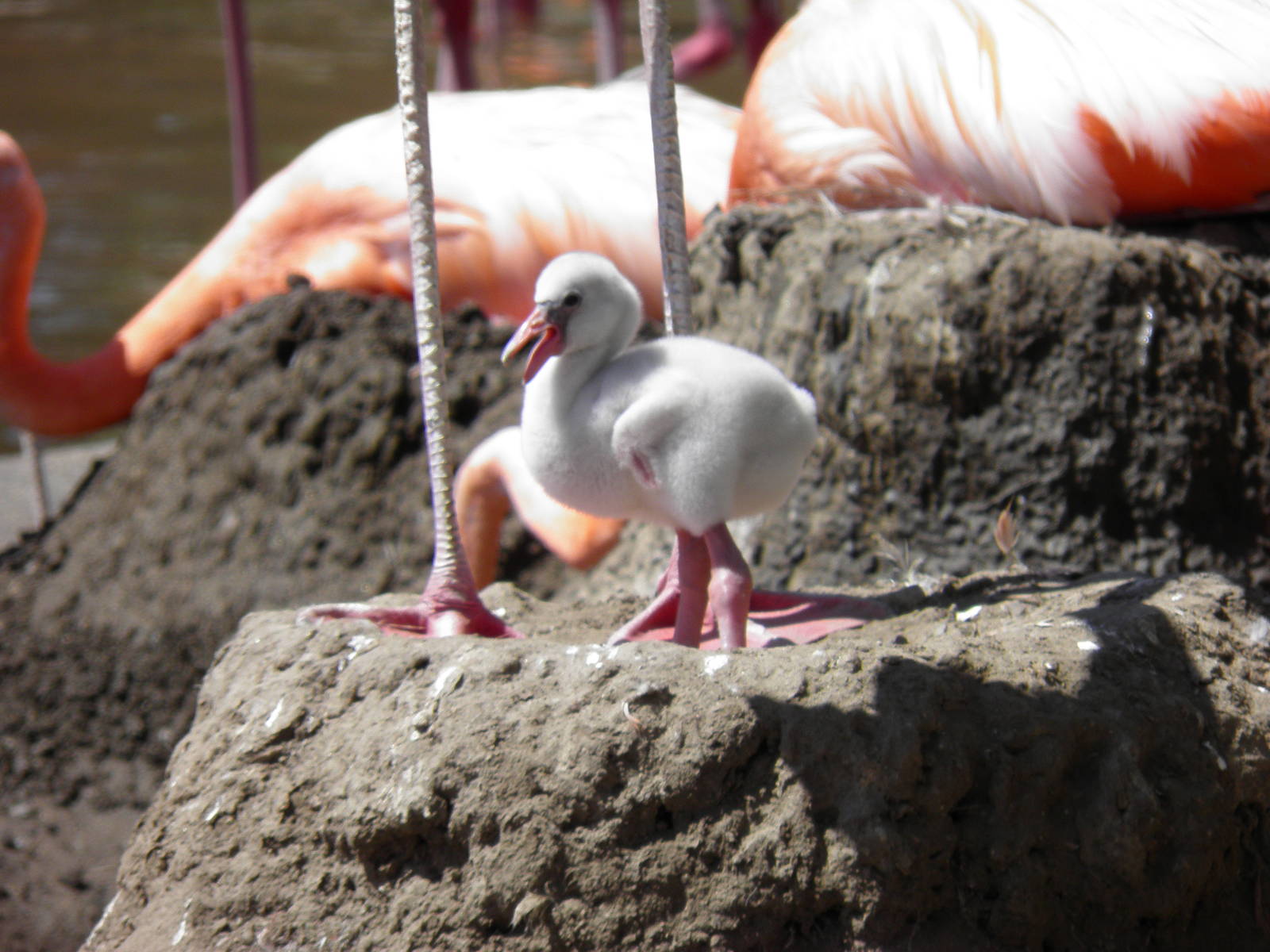 American flamingo chick