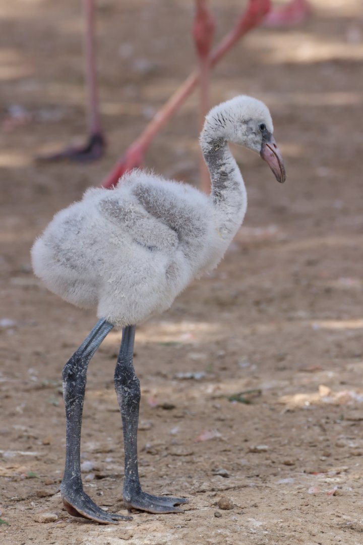 American Flamingo Chick