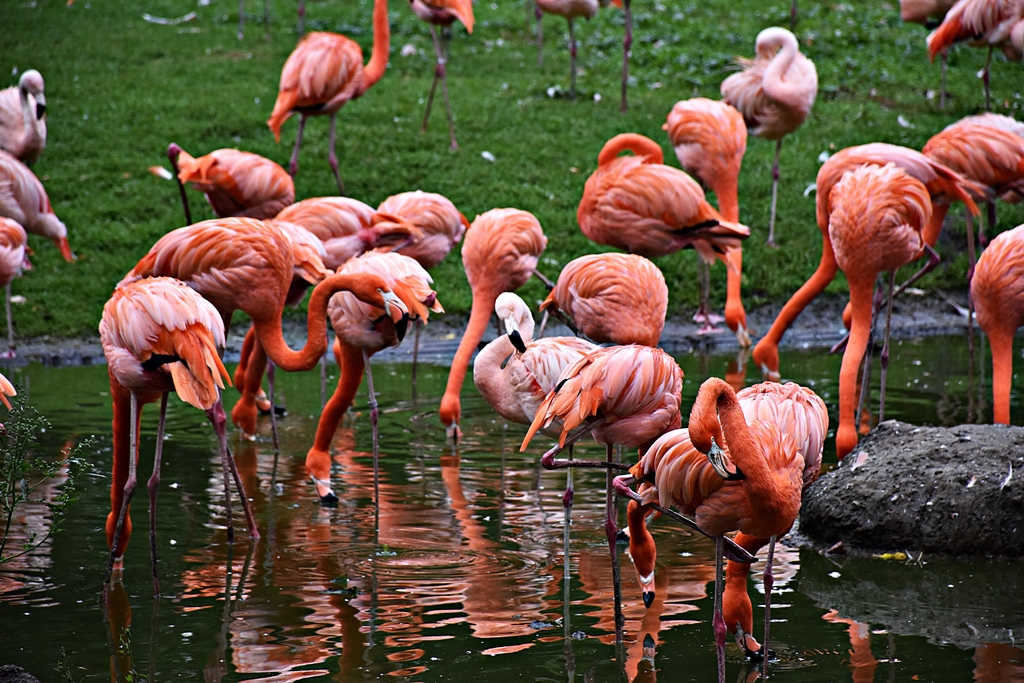American flamingo & Chilean flamingo