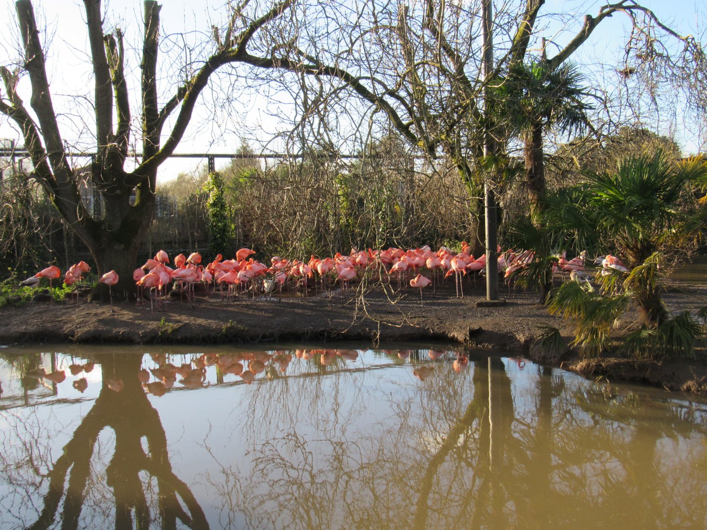 American flamingo colony