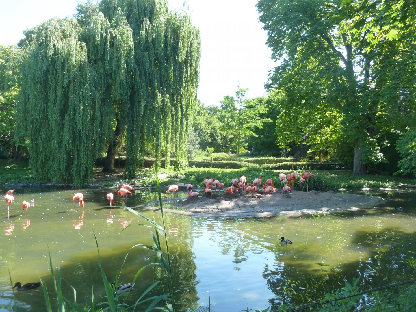 American flamingo & Dalmatian pelican pond