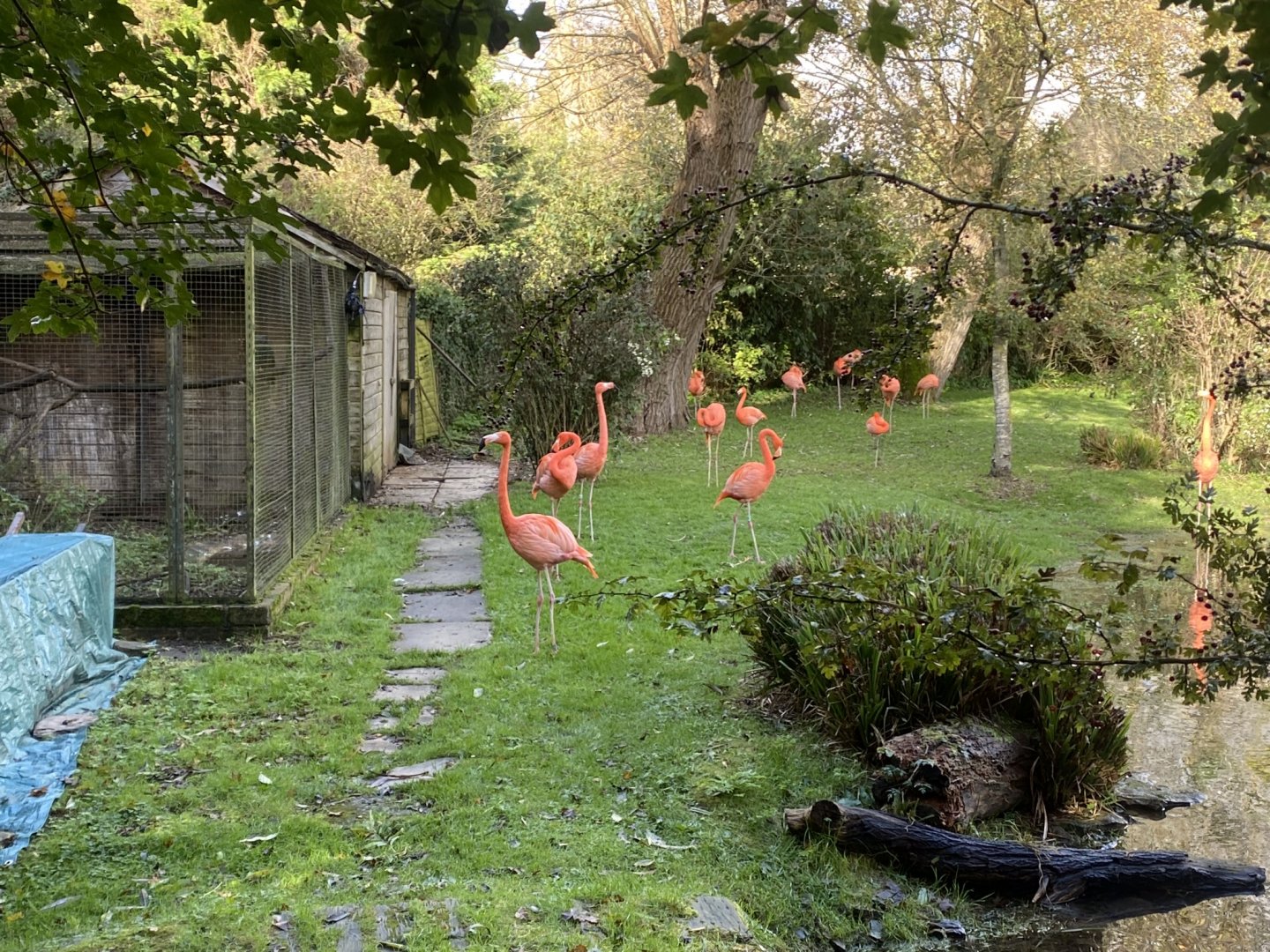 American flamingo enclosure 241023