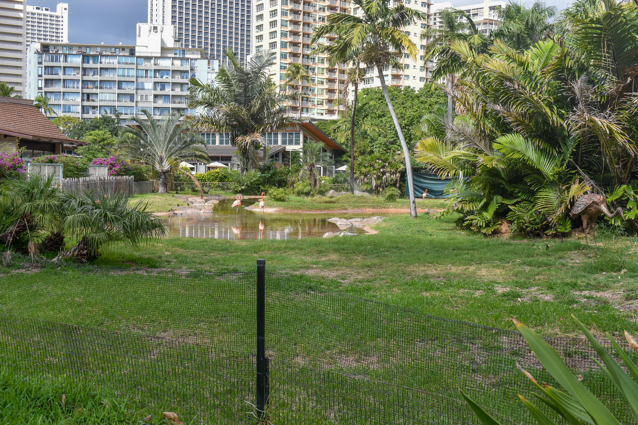 American flamingo enclosure