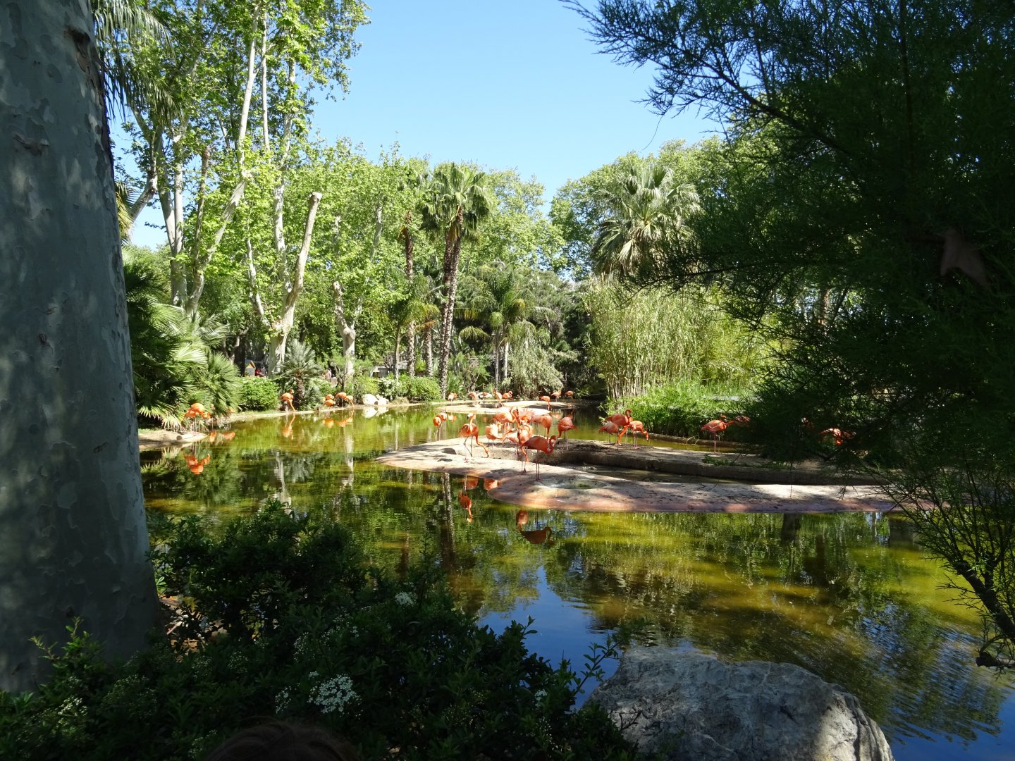 American Flamingo enclosure