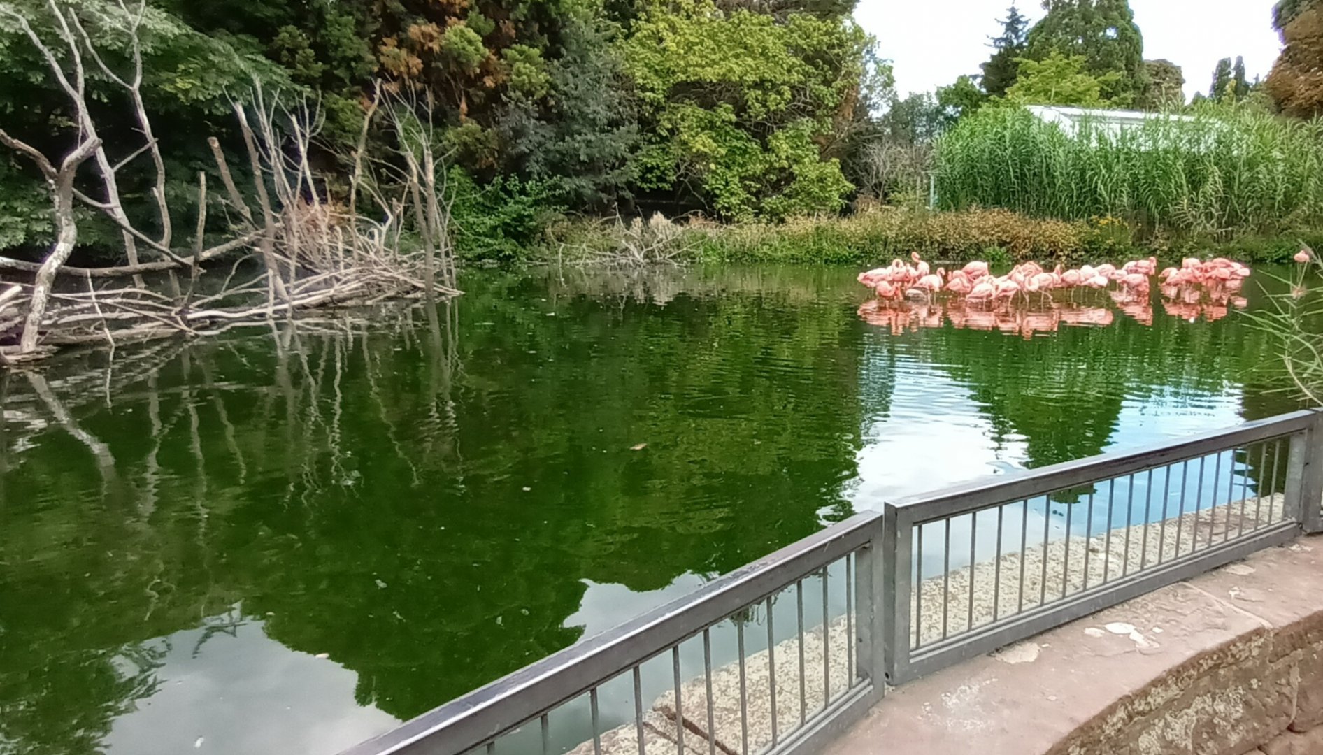 American Flamingo Enclosure
