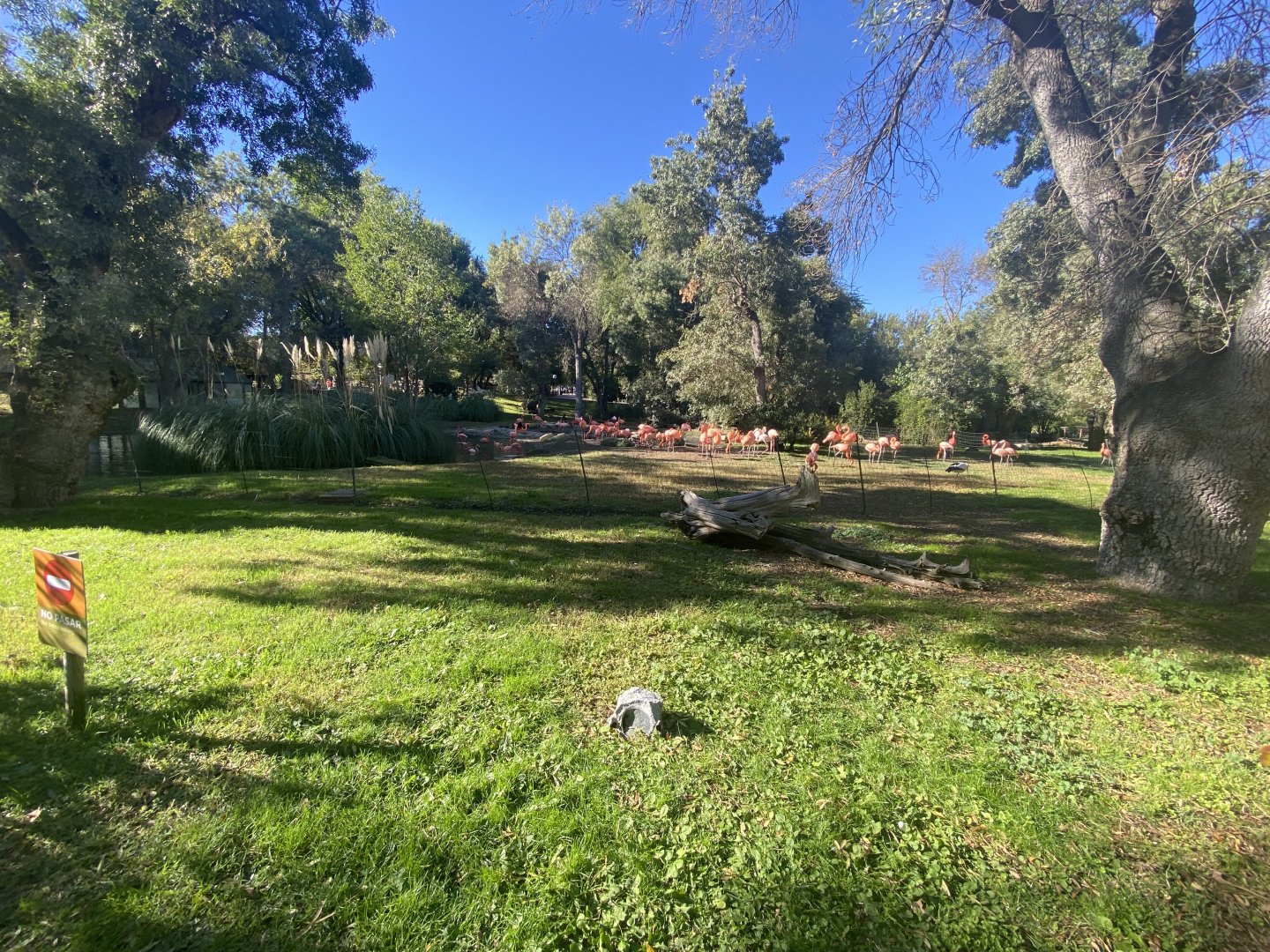 American flamingo enclosure